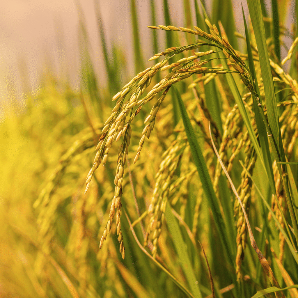 Rice crop drone service calculations