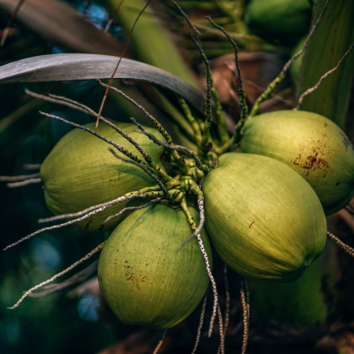 Coconut crop drone service calculations