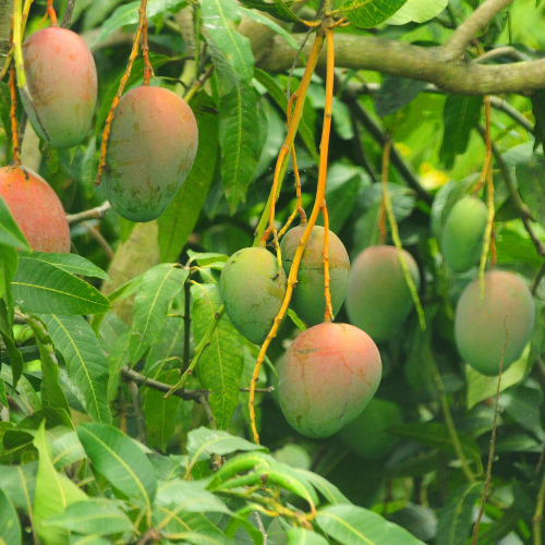 Mango crop drone service calculations
